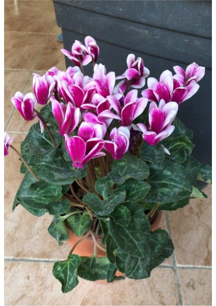 Canlı Saksılı Ebruli Mor Sıklamen Çiçek Fidanı-Büyük Boy