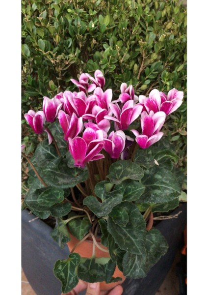 Canlı Saksılı Ebruli Mor Sıklamen Çiçek Fidanı-Büyük Boy fiyatları