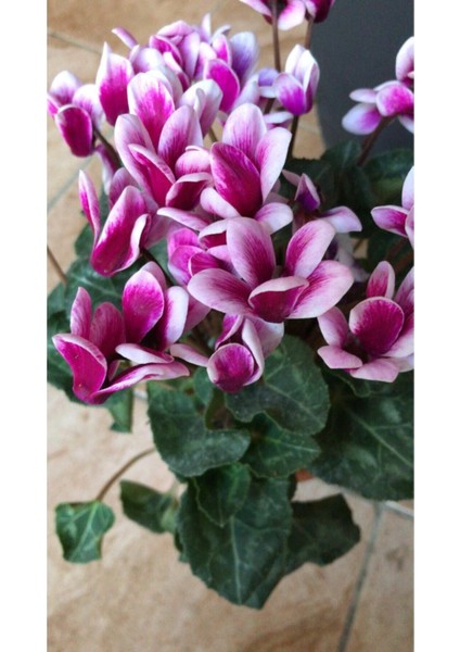 Canlı Saksılı Ebruli Mor Sıklamen Çiçek Fidanı-Büyük Boy modelleri