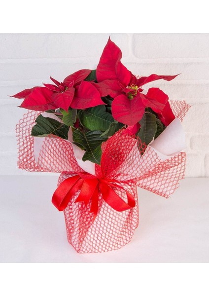 Atatürk Çiçeği + Hediye Paketi + Hediye Notu