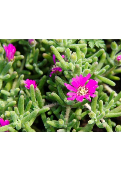 Acem Halısı - Askılı Saksıda Hediyelik fiyatları