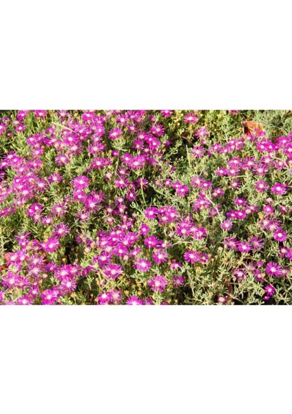 Acem Halısı - Askılı Saksıda Hediyelik modelleri