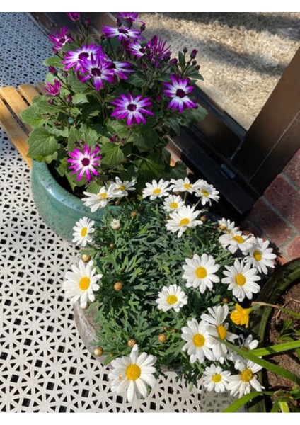 Videolu Bodrum Papatyası Mor ve Beyaz Renkli(20 30CM)2 Adet Saksılı Anthemis Nobilis
