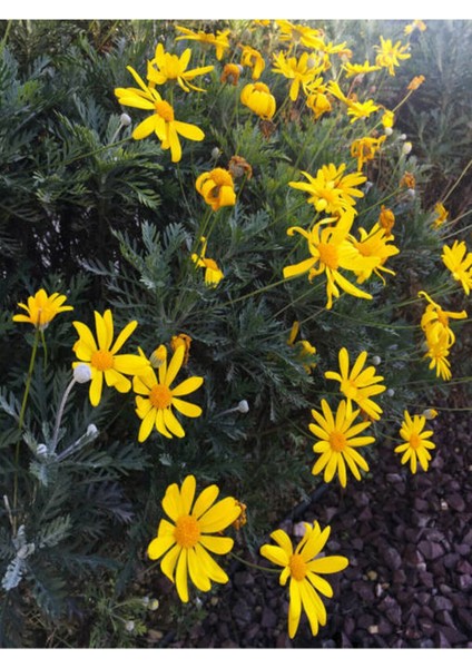 Videolu Sarı Çalı Papatyasi Kokulu (20 30 Cm)1 Adet Saksı ve Dış Mekan Bitkisi Coreopsis
