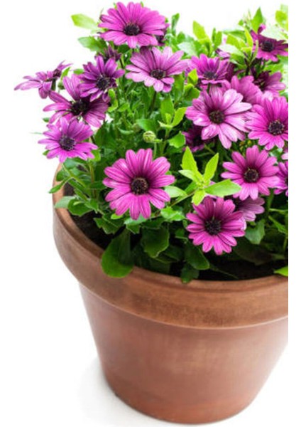 Videolu Bodrum Papatyası Mor Renkli (20 45 Cm) 2 Adet Saksılı Canlı Renkli Osteospermum