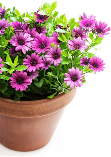 Videolu Bodrum Papatyası Mor Renkli (20 45 Cm) 2 Adet Saksılı Canlı Renkli Osteospermum
