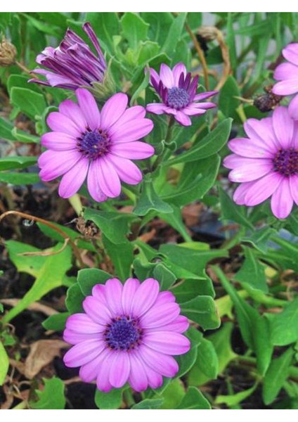 Videolu Bodrum Papatyası Mor Renkli (20 45 Cm) 2 Adet Saksılı Canlı Renkli Osteospermum