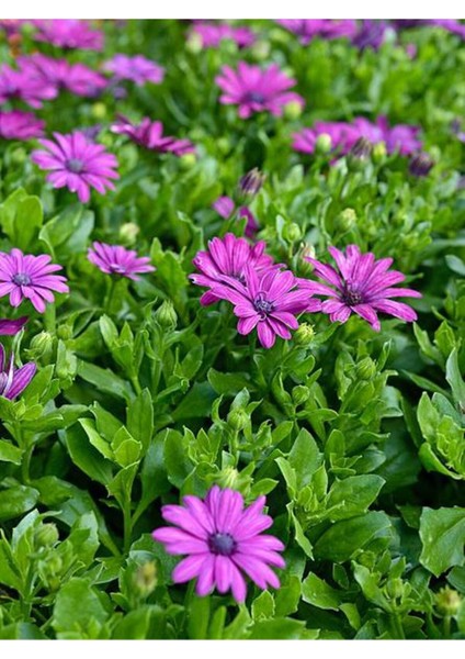 Videolu Bodrum Papatyası Mor Renkli (20 45 Cm) 2 Adet Saksılı Canlı Renkli Osteospermum