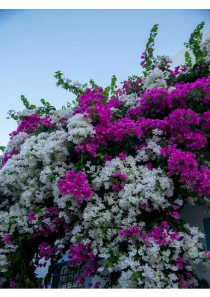 Bitkim Sende Videolu Begonvil Çift Renk Beyaz Pembe (50 70 Cm) 1 Adet Saksılı Bougainvillea