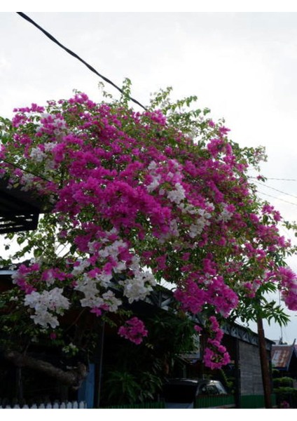 Bitkim Sende Videolu Begonvil Çift Renk Beyaz Pembe (50 70 Cm) 1 Adet Saksılı Bougainvillea