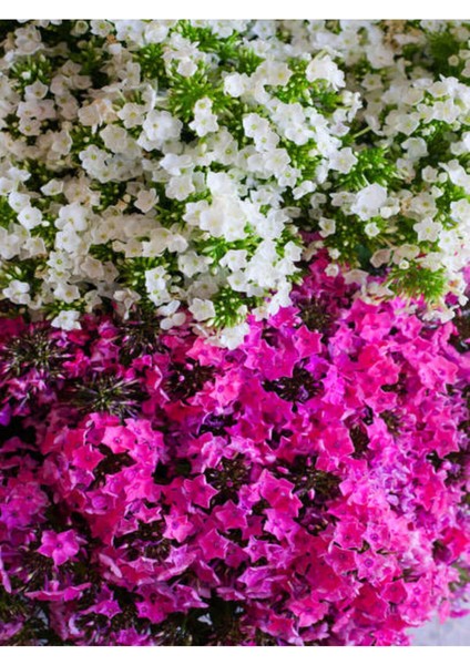 Videolu Karışık Renkli Sarmaşık Begonvil (30 60 Cm)1 Adet Saksılı Dış Mekan Bitkisi Bougainvillea fiyatları