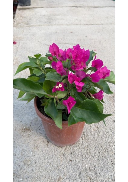 Çalı Begonvil Pembe Dolgun Ürün Bougainvillea