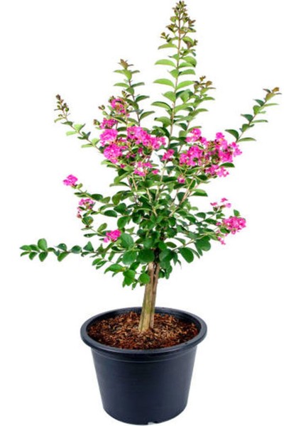 Videolu Pembe Çiçekli Oya Ağacı Fidanı (30 60 Cm)1 Adet Saksılı Dış Mekan Ağacı Lagerstroemia Indica