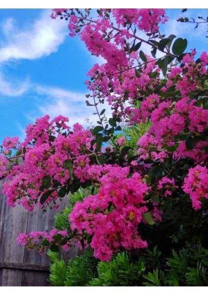 Videolu Pembe Çiçekli Oya Ağacı Fidanı (30 60 Cm)1 Adet Saksılı Dış Mekan Ağacı Lagerstroemia Indica