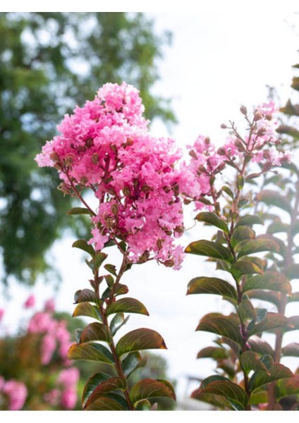 Videolu Pembe Çiçekli Oya Ağacı Fidanı (30 60 Cm)1 Adet Saksılı Dış Mekan Ağacı Lagerstroemia Indica