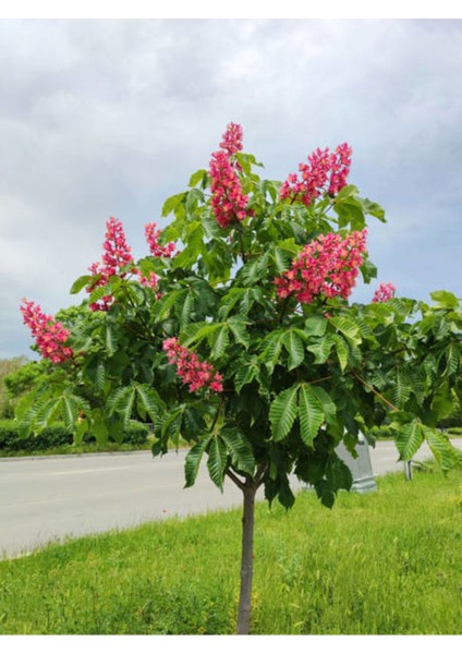 Videolu Pembe Çiçekli Oya Ağacı Fidanı (30 60 Cm)1 Adet Saksılı Dış Mekan Ağacı Lagerstroemia Indica