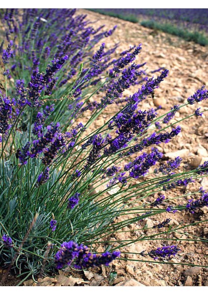 Videolu Lavanta Angustifolia Mor Renkli (10 25 Cm) 20 Adet Tüplü Lavanta Fidesi Lavender Seedling