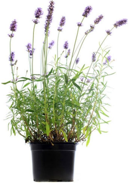 Videolu Lavanta Angustifolia Mor Renkli (10 25 Cm) 20 Adet Tüplü Lavanta Fidesi Lavender Seedling modelleri