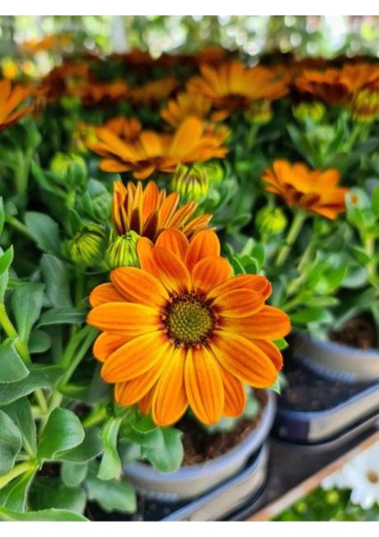 Videolu 1 Adet Turunculu Bodrum Papatyası Çiçeği 20-30 cm Tüplü Çiçekli Bodur Bitkiler Bodrum Daisy