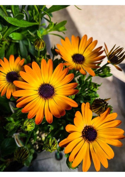Videolu 1 Adet Turunculu Bodrum Papatyası Çiçeği 20-30 cm Tüplü Çiçekli Bodur Bitkiler Bodrum Daisy