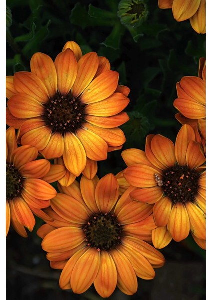 Videolu 1 Adet Turunculu Bodrum Papatyası Çiçeği 20-30 cm Tüplü Çiçekli Bodur Bitkiler Bodrum Daisy