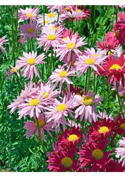 Videolu 1 Adet Turunculu Bodrum Papatyası Çiçeği 20-30 cm Tüplü Çiçekli Bodur Bitkiler Bodrum Daisy