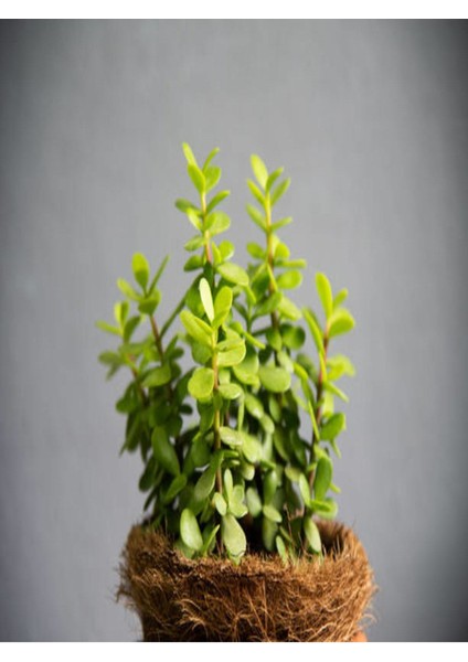 2'li Set Crassula Portulacaria Afra Succulent Sempervivum Sukulent Dolgun Formlu