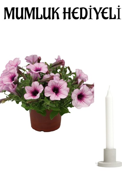 Toz Pembe Petunya Çiçeği Sevgililer Gününe Özel Kurdele Mumluk Hediyeli
