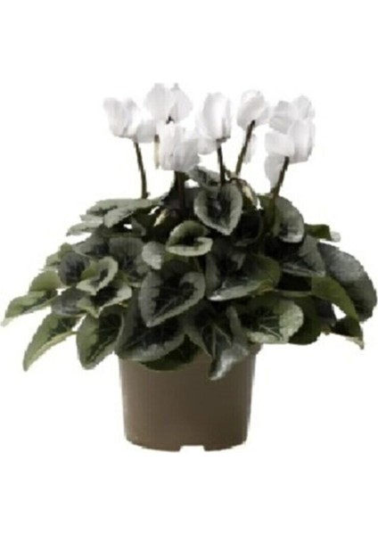 Beyaz Siklamen Çiçeği fiyatları