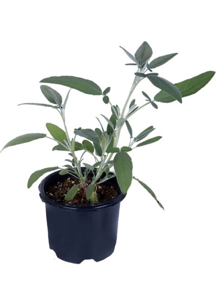 Adaçayı Bitkisi Saksı'da Içilebilir Adaçayı Salvia Officinalis