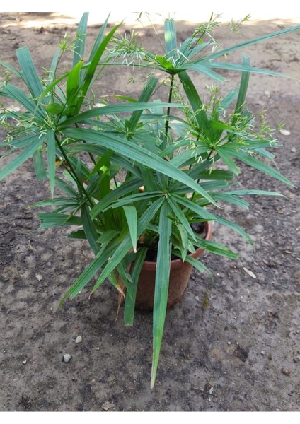 Japon Şemsiyesi (Cyperus Alternifolius) Şemsiye Palmiyesi