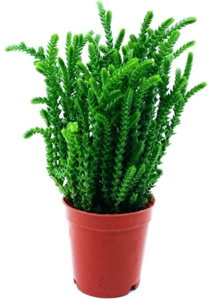 Arts Gardens Crassula Muscosa Watch Succulent Prenses Çamı