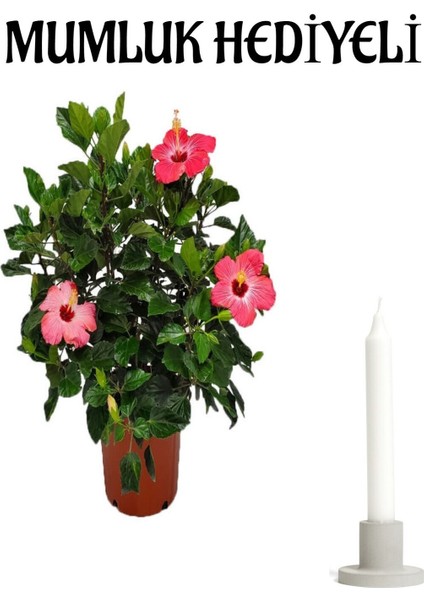 Kadınlar Gününe Özel Pembe Renk Japon Gülü(Hibiscus Rosa) Mumluk Hediyeli