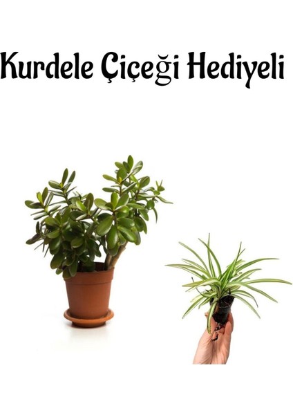 Kadınlar Gününe Özel Parlak Yapraklı Para Çiçeği Kurdele Çiçeği Hediyeli