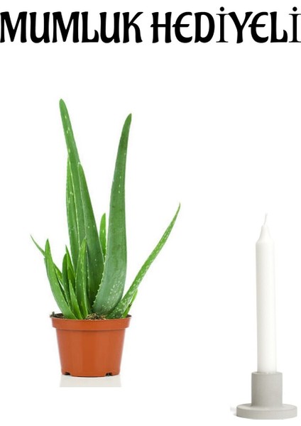 Dolgun Formlu Aleo Vera Bitkisi Mumluk Hediyeli Sevgiler Gününe Özel Hediyeli Bitki