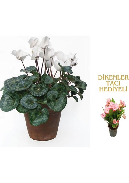 Videolu 1 Adet Kadınlar Gününe Özel Beyaz Sıklamen Çiçeği 30-40CM Saksılı Dikenler Tacı Hediye