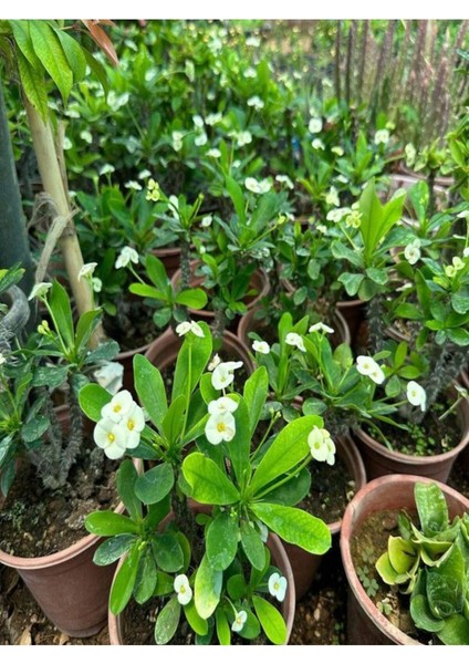 Videolu 1 Adet Beyaz Renk Dikenler Tacı Çiçeği 10-15 cm Tüplü Çiçekli Bodur Bitkiler Euphorbia Milli