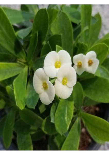Videolu 1 Adet Beyaz Renk Dikenler Tacı Çiçeği 10-15 cm Tüplü Çiçekli Bodur Bitkiler Euphorbia Milli