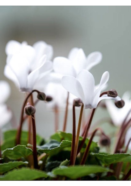 Videolu 1 Adet Beyaz Sıklamen Çiçeği 25-45 cm Saksılı Çiçekli Bodur Bitkiler Whıte Cyclamen modelleri