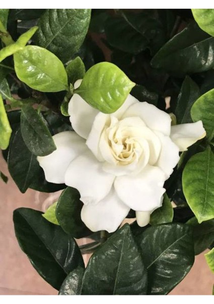 Videolu 1 Adet Salon Hediyesi Mis Kokulu Gardenya Çiçeği 20-40 cm Saksılı Iç Mekan Gardenia