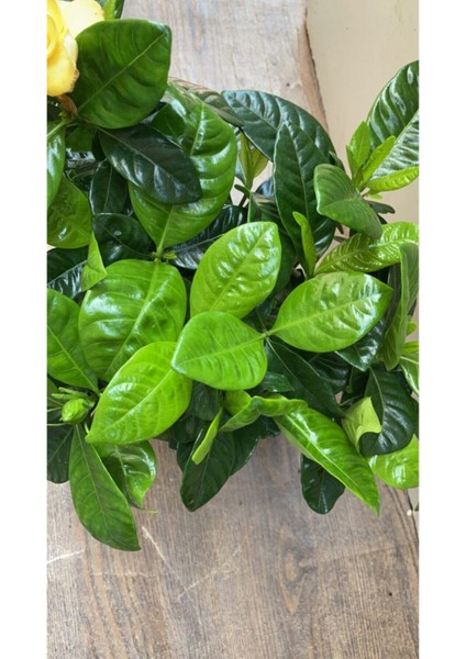 Videolu 1 Adet Salon Hediyesi Mis Kokulu Gardenya Çiçeği 20-40 cm Saksılı Iç Mekan Gardenia