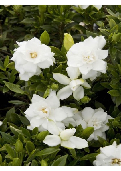 Videolu 1 Adet Hediyelik Yoğun Kokulu Gardenya Çiçeği 20-30 cm Saksılı Iç Mekan Bitkileri Gardenia