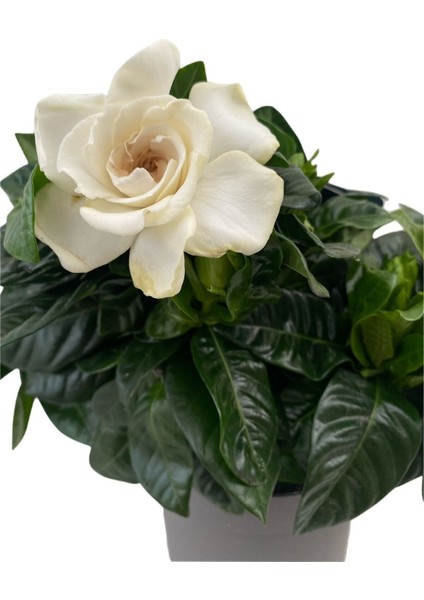 Videolu 1 Adet Hediyelik Yoğun Kokulu Gardenya Çiçeği 20-30 cm Saksılı Iç Mekan Bitkileri Gardenia fiyatları