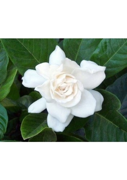 Videolu 1 Adet Ithal Kokulu Gardenya Çiçeği Ofis Bitkisi 15-30 cm Saksılı Iç Mekan Bitki Gardenia