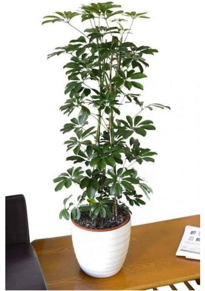 Videolu Şeflera Bitkisi (50 80 Cm)1 Adet Saksılı Iç Mekan Bitkisi Schefflera