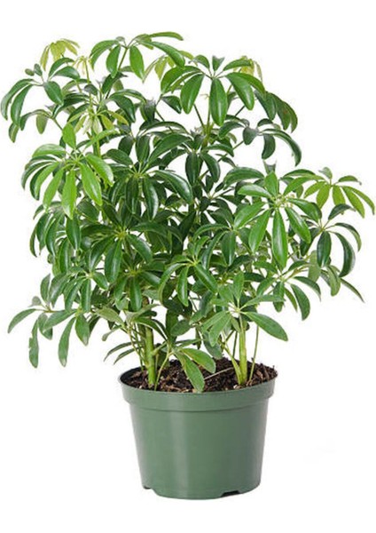 Videolu Şeflera Bitkisi (50 80 Cm)1 Adet Saksılı Iç Mekan Bitkisi Schefflera