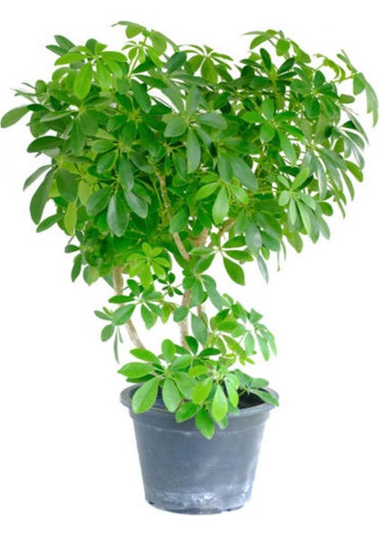 Videolu Şeflera Bitkisi (50 80 Cm)1 Adet Saksılı Iç Mekan Bitkisi Schefflera