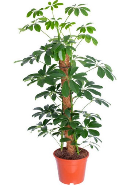 Videolu Şeflera Salon Bitkisi (70 90 Cm)1 Adet Saksılı Iç Mekan Bitkisi Schefflera