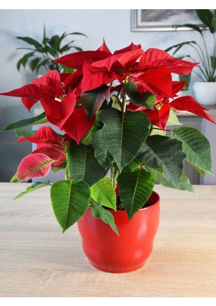 Videolu Atatürk Çiçeği Canlı Yapraklı (30 40 Cm)1 Adet Saksılı Çiçekli Bodur Bitki Poinsettia fiyatları
