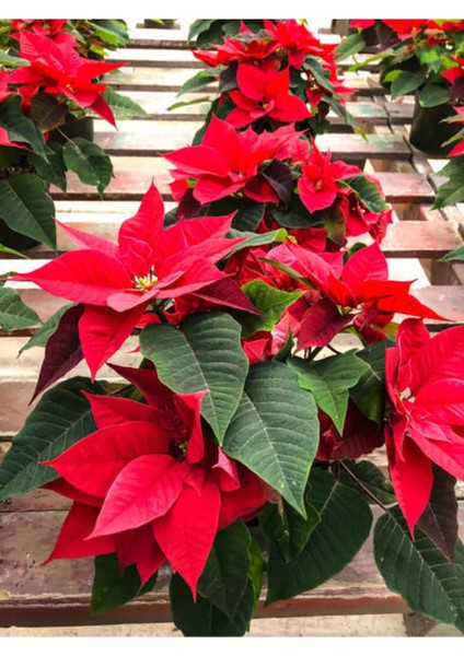 Videolu Atatürk Çiçeği Canlı Yapraklı (30 40 Cm)1 Adet Saksılı Çiçekli Bodur Bitki Poinsettia modelleri